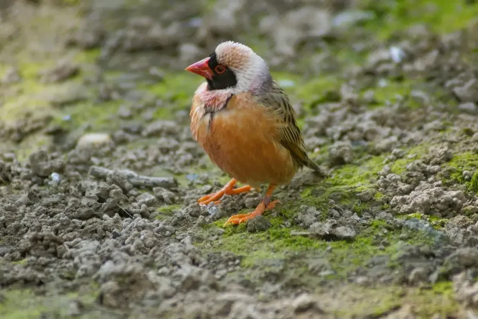 Vapeur ou Céramique ? Quel Lisseur Choisir Pour Vos Cheveux ?